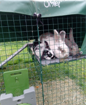Meine zwei riesigen kaninchen und der löwenkopf-lops passen gut auf meine Omlet plattform