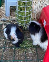 Meerschweinchen erforschen Omlet Caddi meerschweinchen-leckerli-halter