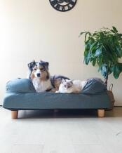 Ein hund und eine katze teilen sich ein großes polsterbett