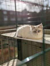 Eine katze, die es sich auf ihrem außenregal in ihrem katzenklo bequem gemacht hat
