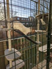 Ein kätzchen, das auf seinem kratzbaum im freien in einem catio spielt