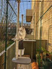 Eine katze genießt die sonne von ihrem kratzbaum aus