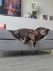 Nina, 14 jahre chocolate labrador 