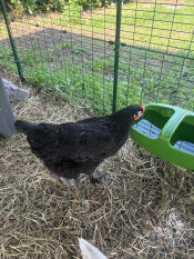 Die tränke ist perfekt, was das fassungsvermögen angeht! die qualität ist wirklich top 👍🏼 ; ich habe sogar eine zweite gekauft, um mehrere wasserstellen für meine hühner zu haben 🐓🐓.