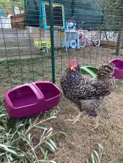 Ein huhn, das aus einer Omlet hühnertränke trinkt.