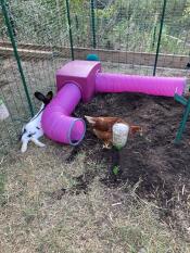 Ein kaninchen neben einem lila kaninchentunnel.