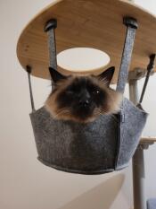 Eine katze im korb ihres zimmerkratzbaums