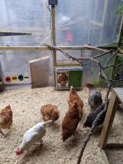 Einige hühner außerhalb ihres stalls mit automatischer tür zum hühnerstall