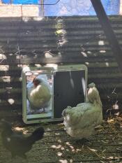 Whitey posiert im türrahmen!