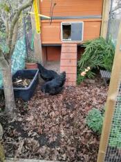 Zwei schwarze hühner neben einem holzstall mit einem Autodoor