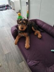 Ein hund, der auf einem lila nackenrollen-hundebett liegt