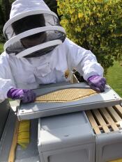 Anbringen der bienenflucht an das abräumbrett