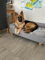 Hopper liebt sein neues bett