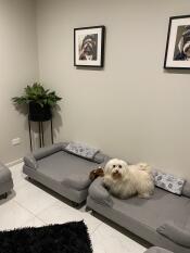 Pepper liebt ihr neues Omlet bett boudoir 