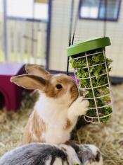 Unsere kaninchen lieben es, gemüse aus dem leckerbissenhalter zu fressen!