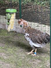 Ein huhn, das gemüse aus seinem leckerbissenhalter frisst