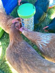 Hühner mit Omlet Caddi hühnerleckerli-halter