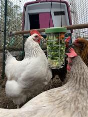 Vier große hühner fressen blattgemüse aus einem Caddi leckerli-futterautomat