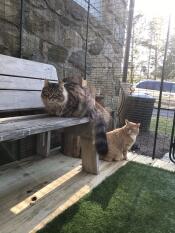 Katzen im inneren Omlet catio