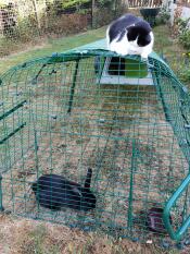 Eine katze auf einem Eglu Go anbau, die ein paar kaninchen beobachtet