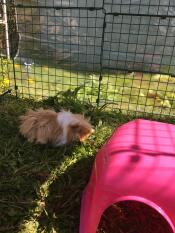 Ein meerschweinchen genießt den schatten, den eine abdeckung in seinem gehege spendet