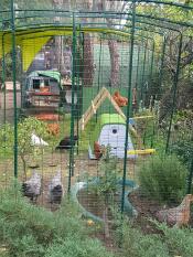 Eglu Cube großer hühnerstall und Eglu Go hühnerstall im inneren von Omlet begehbarer hühnerauslauf