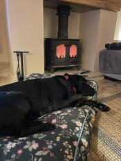 Ein großer hund, der auf dem mitternachtswiesen-kissen-hundebett schläft.