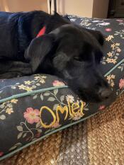 Ein hund, der sich auf dem mitternachtswiesen-kissen ausruht.