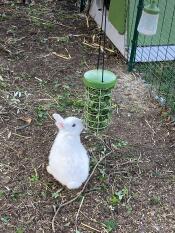 Weißes kaninchen aus seinem grünen Eglu kaninchenstall frisst von Omlet Caddi leckerlihalter