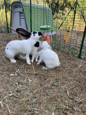Kaninchen fressen karotten aus einem Caddi leckerbissenhalter