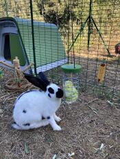 Kaninchen fressen salat aus einem Caddi leckerbissenhalter in einem auslauf