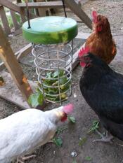 Hühner erforschen Omlet huhn Caddi leckerbissenhalter