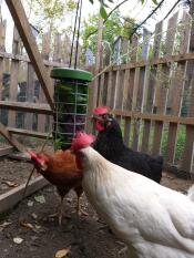 Hühner und Omlet huhn Caddi leckerbissenhalter