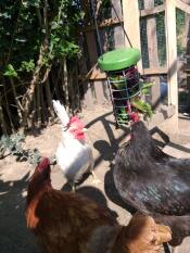 Drei verschiedenfarbige hühner fressen grünzeug aus einem Caddi futterautomaten