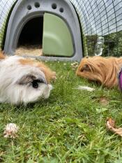 Henry und gilbert genießen ihren lauf 