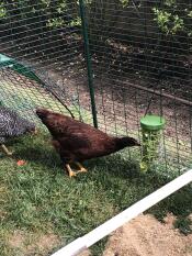 Huhn frisst gemüse aus einem picken-spielzeug