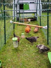 Hedemora hühner in 4 metern Eglu Cube mit bauernhof und unterhaltung. 