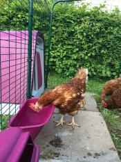 Eglu Go verbunden mit einem begehbaren hühnerstall