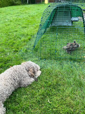 Der hund sieht fern