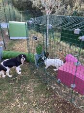 Kaninchen in Omlet Zippi kaninchenauslauf mit Zippi unterstand und Zippi tunnel verbunden mit hund draußen