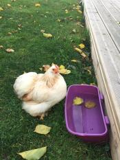 Huhn im garten