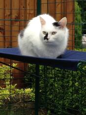 Eine katze, die auf dem regal ihres katzenauslaufs sitzt