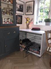 Juno's zimmer - sussex