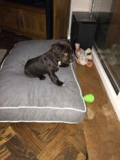 Cooper testet sein neues bett mit 8,5 wochen. er muss noch ein bisschen hineinwachsen. 