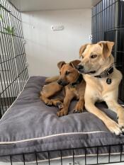 Zwei hunde teilen sich eine Fido Studio hundekiste.