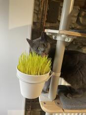 Ein grauer kater neben der pflanze, die auf seinem kratzbaum im haus steht