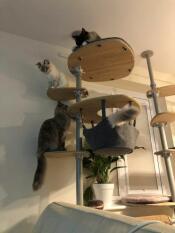 Katzen im haus Freestyle von rachel stanbury 