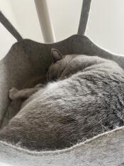 Eine graue katze, die friedlich in der hängematte ihres kratzbaums schläft