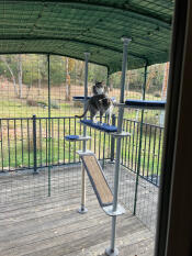 Sie sind so glücklich mit ihrem catio.