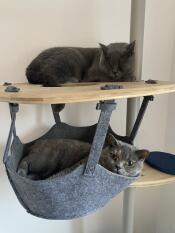 Zwei graue katzen entspannen sich auf ihrem kratzbaum im haus
